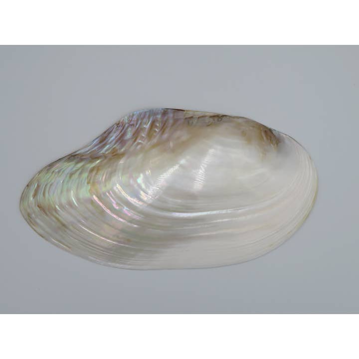 Concha grande única Kupang 23-24 cm! - madrepérola - mexilhão por atacado de Product Import Holland