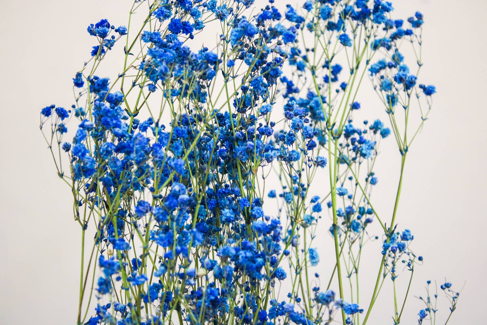 Wildestdreams.flowers - Wholesale Dried/Pressed Flowers - Dried Blue Gypsophila Baby's Breath 6