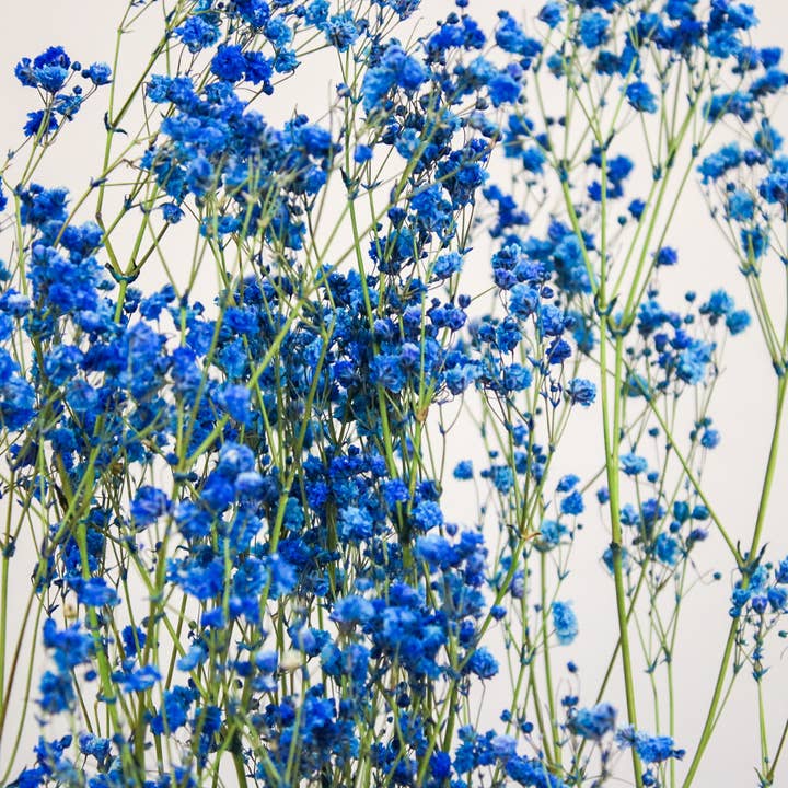 Wildestdreams.flowers - Wholesale Dried/Pressed Flowers - Dried Blue Gypsophila Baby's Breath 6