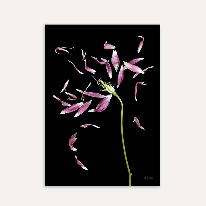 - Schwarze Ausgabe - Blütenposter Petal Love 03, A4 für den Großhandel von Rijkvol