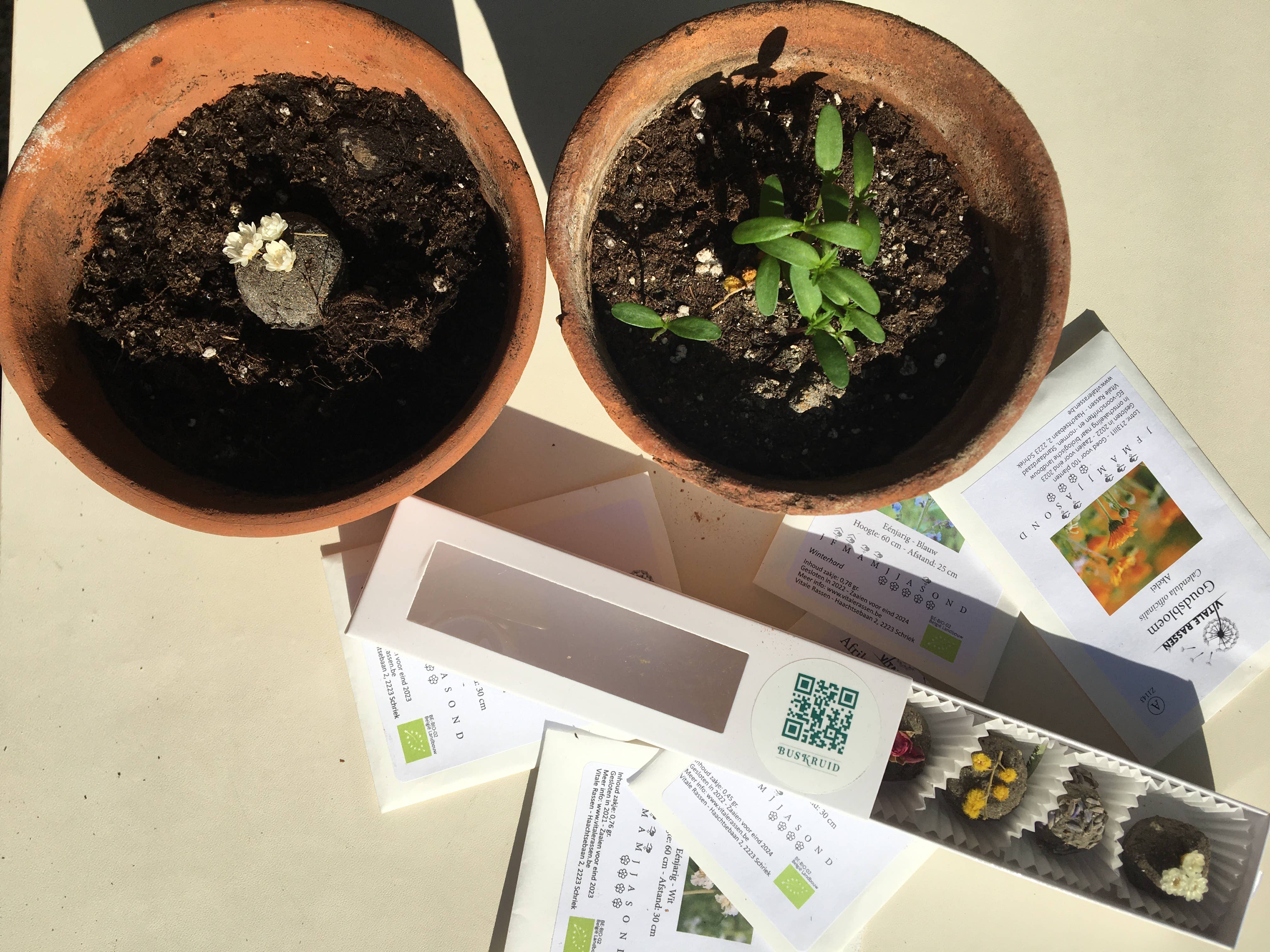 BUSKRUID - Wholesale Plant Seeds - Zaadbombons1