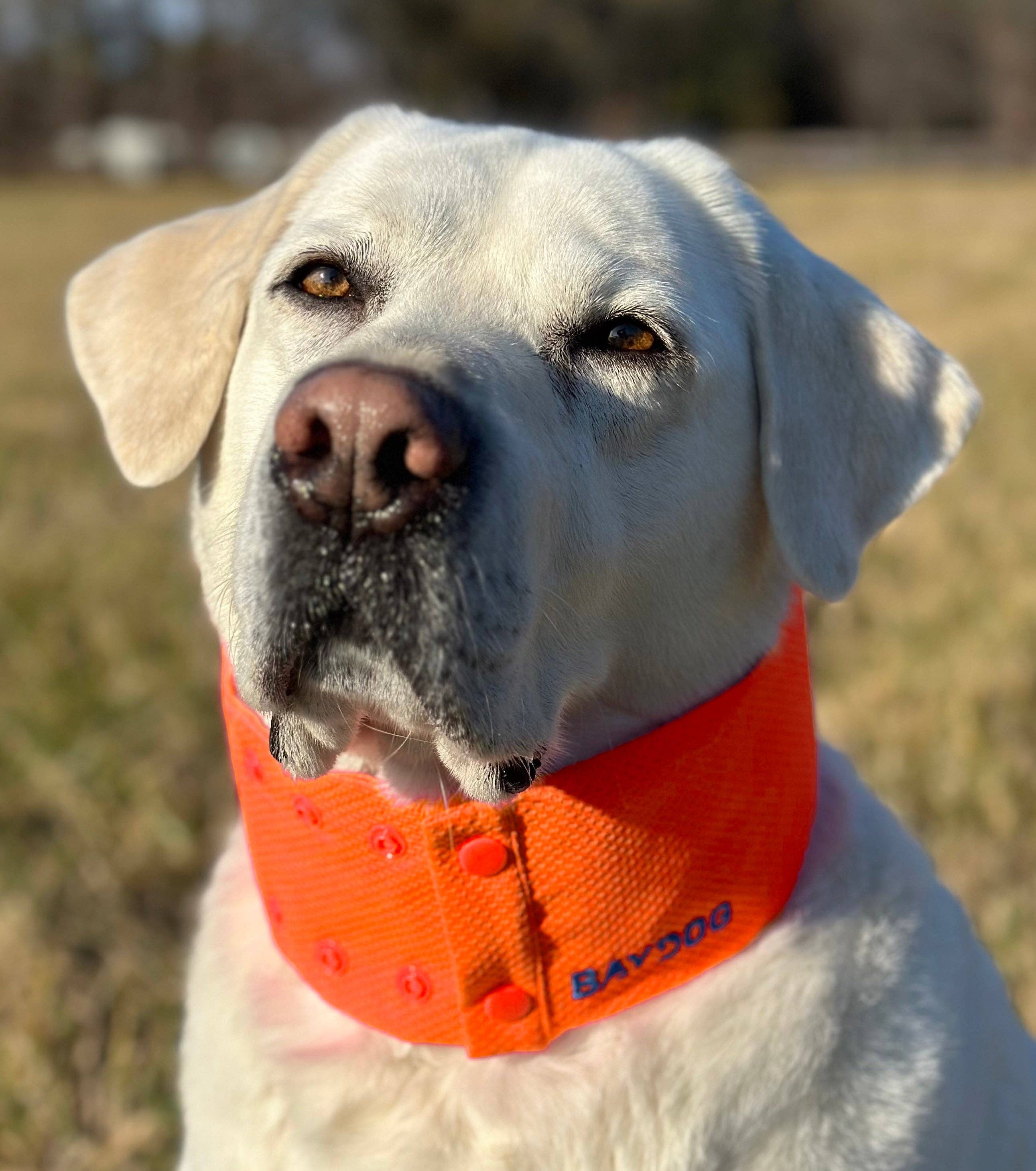 BAYDOG – Engroshandel Halsbånd - Hund – Arctic Bay kølehalsbånd til hunde4