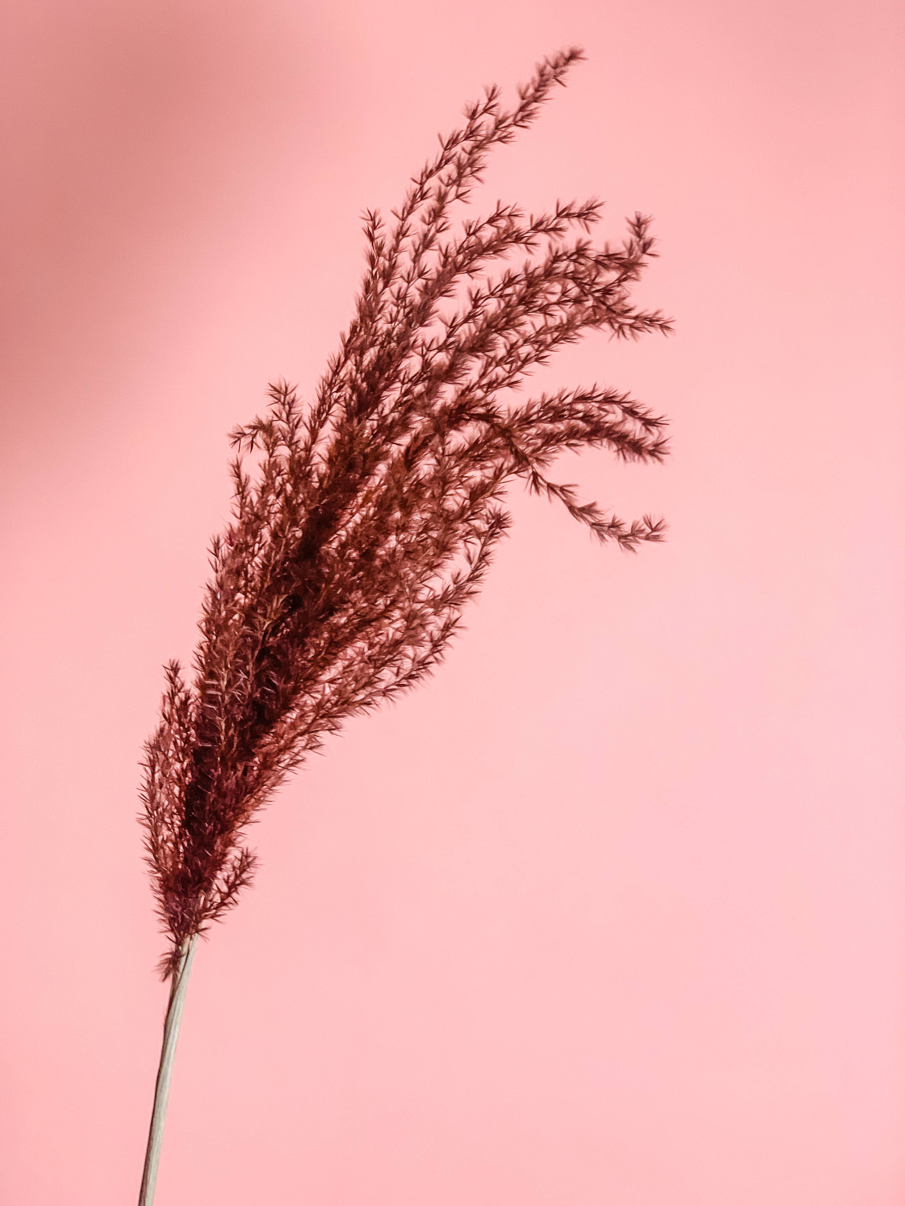 Fleurs Flowers - Wholesale Dried/Pressed Flowers - Miscanthus Grass5