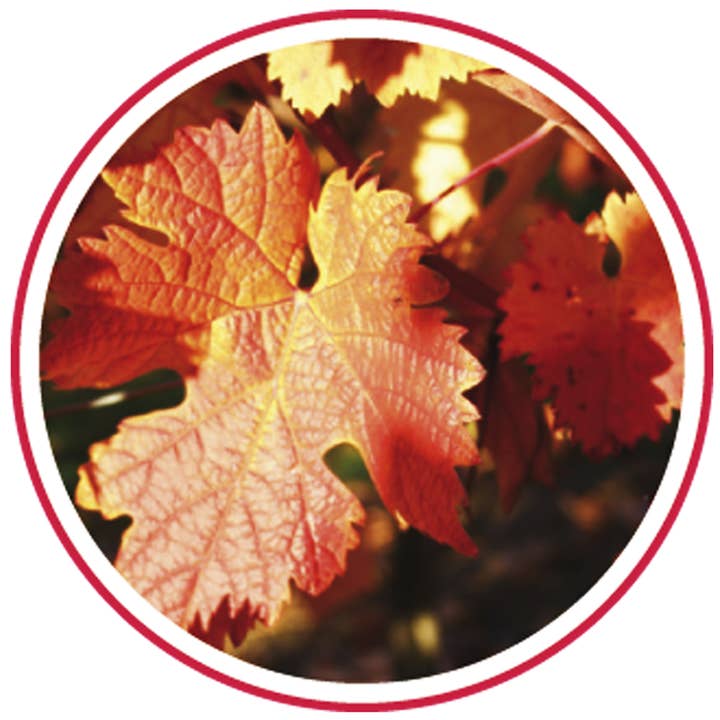 Nutrisensis - Wholesale Health/Detox Tea - NUTRISENSIS - Organic red vine infusion - 20 bags2