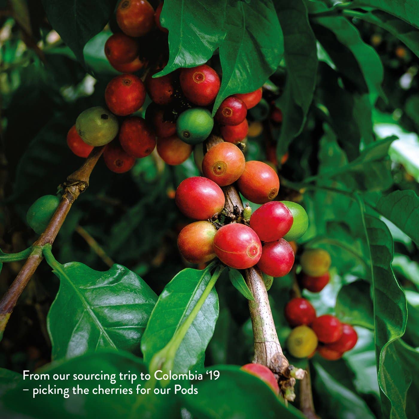 Kiss The Hippo – wholesale Coffee pods – Classic Blend Organic Pods3