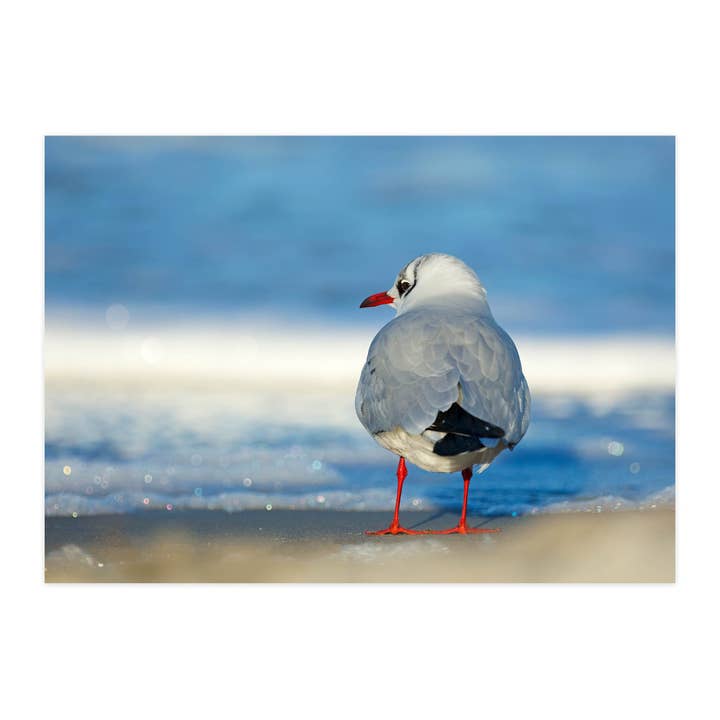 Ansichtkaart "Schattige Kokmeeuw" voor wholesale door paruspaper. nutzfeine papeterie