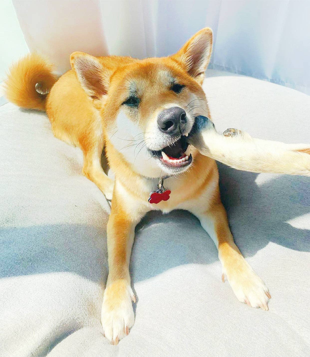 Naked Beasts, Inc. - Wholesale Pet Treats - Dog - Sheep Trotter - Limited Edition7