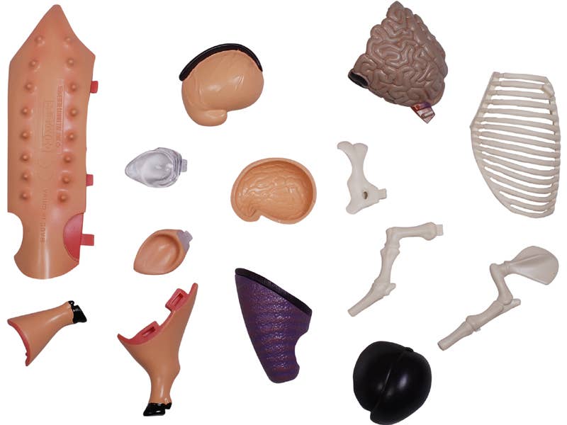 TEDCO Toys - Vente Jouet classique – enfant - Cochon 4D Vision8