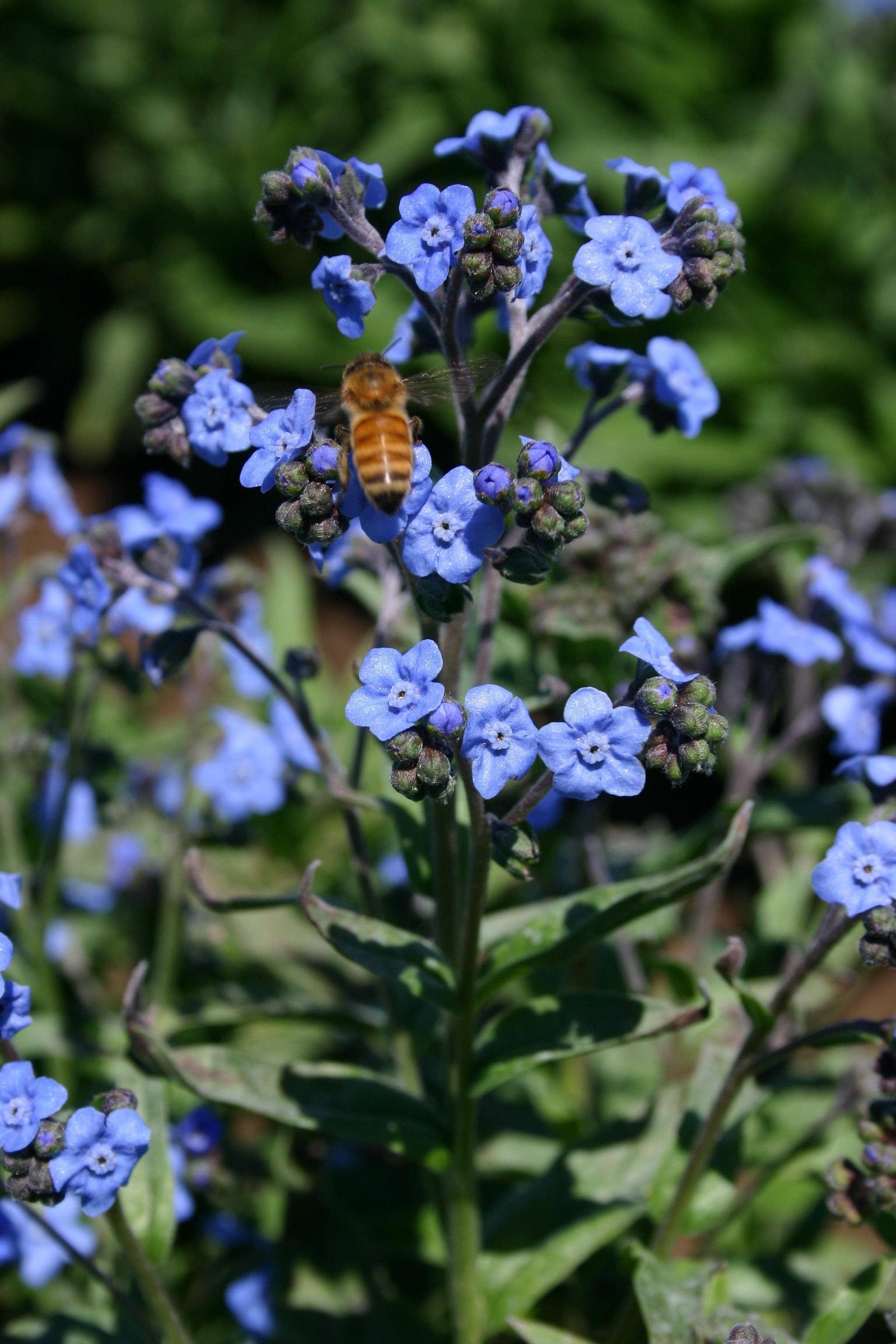 Bentley Seed Co. - Wholesale Plant Seeds - Forget Me Not Seed Packets2