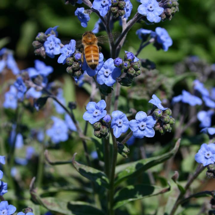 Bentley Seed Co. - Wholesale Plant Seeds - Forget Me Not Seed Packets2