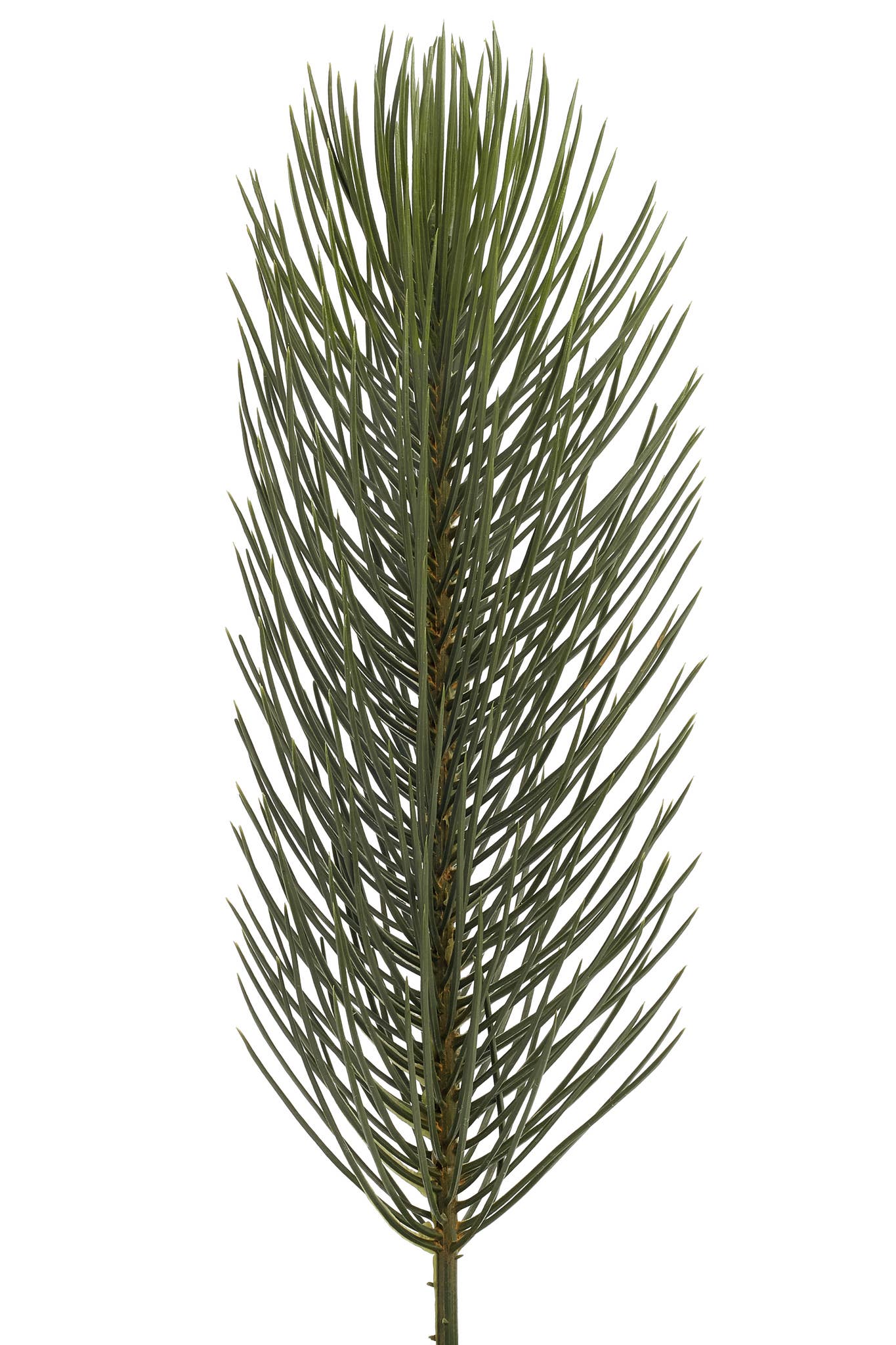 Studio Specialties - Wholesale Christmas Decoration - PIC JUMBO PINE 23"0