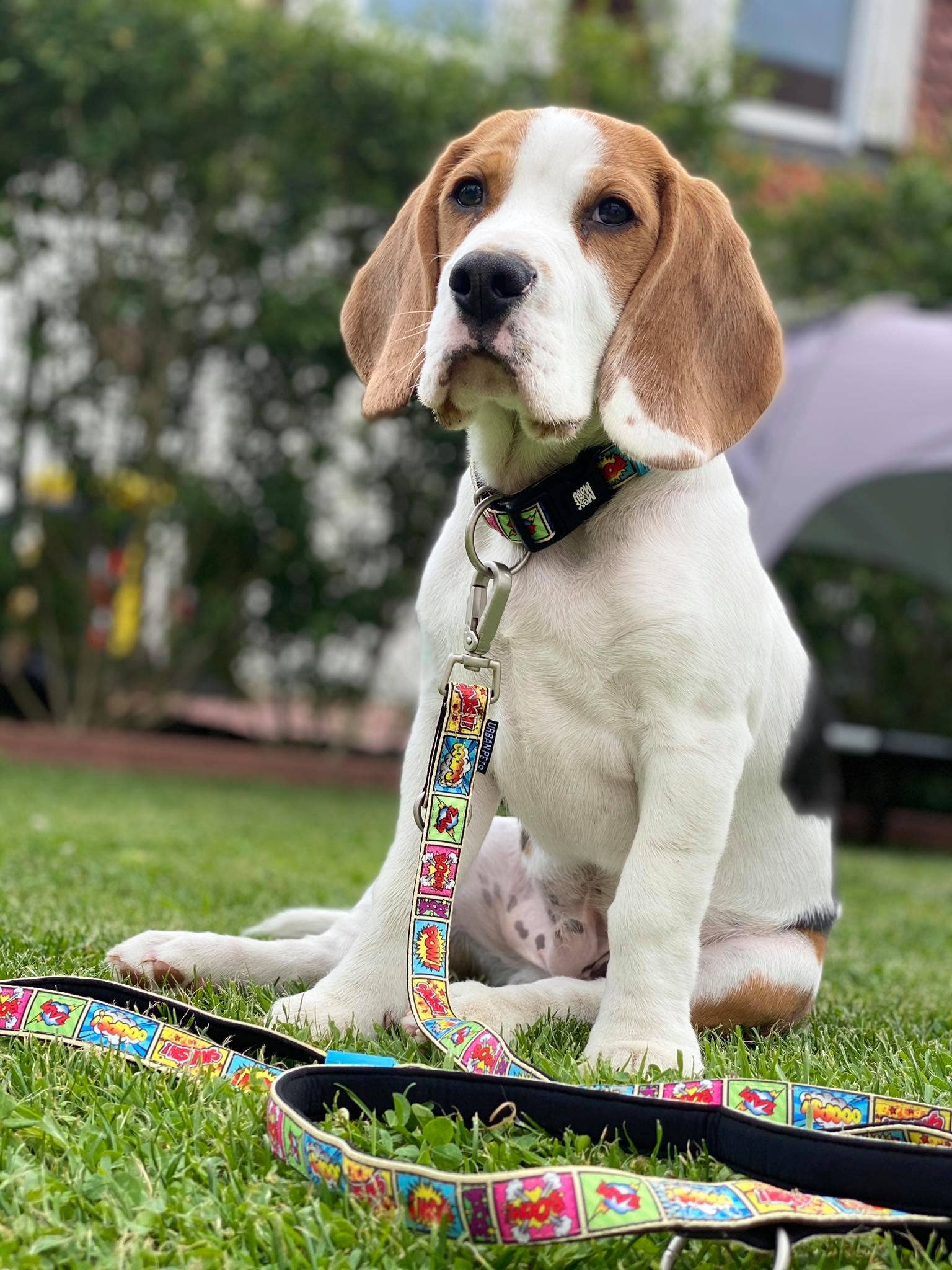 Max & Molly - Wholesale Pet Leash - Dog - Dog Multi-Function Leash - Comic4