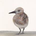 Sanderlings ~ "The Conversation" ~ "Oh, to Fly" ~ Giclée Print for wholesale by Holly Wach Art LLC