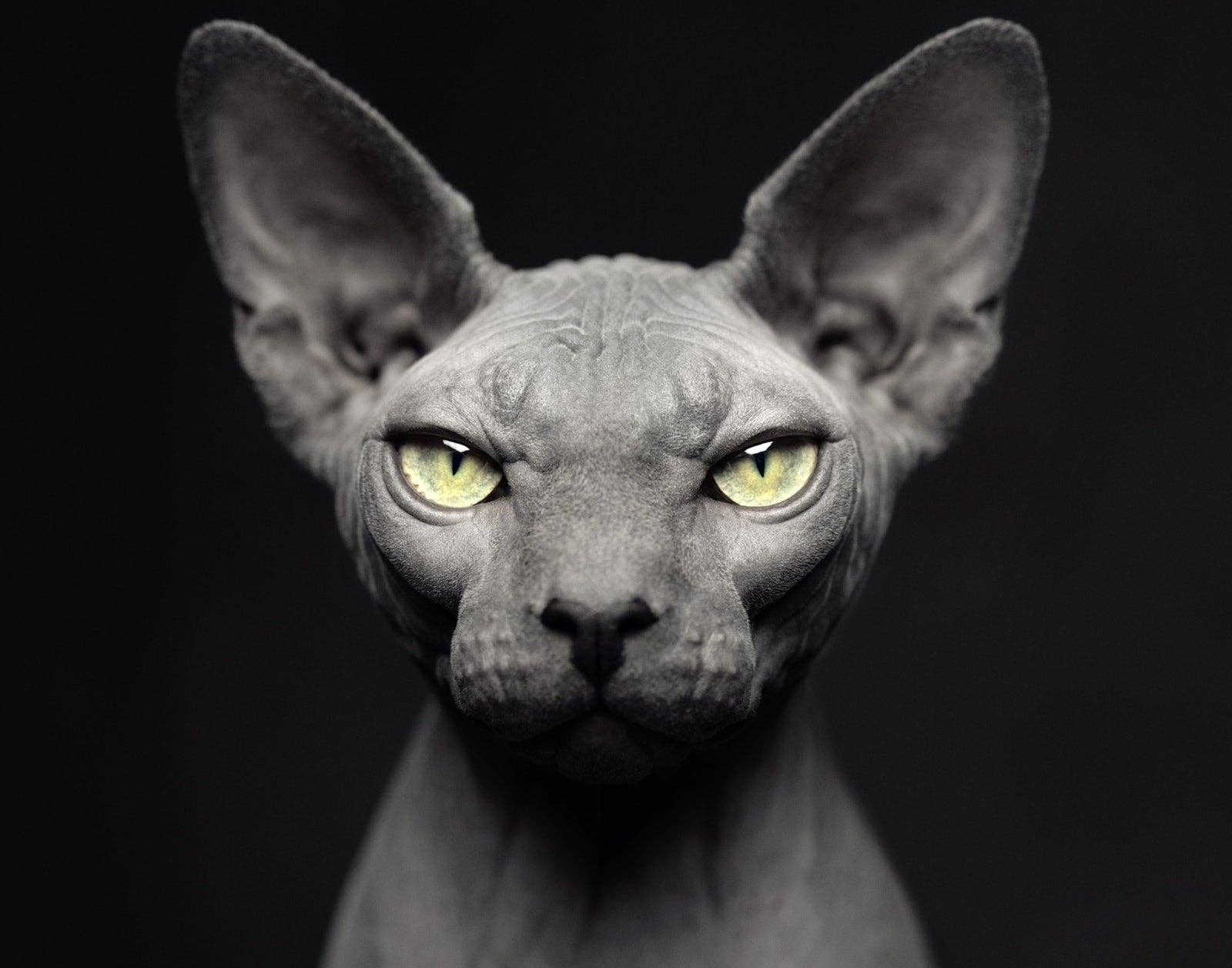 gestalten & teNeues - Wholesale Arts & Entertainment Book - Between Us4