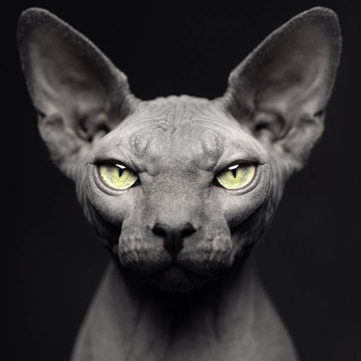 gestalten & teNeues - Wholesale Arts & Entertainment Book - Between Us4