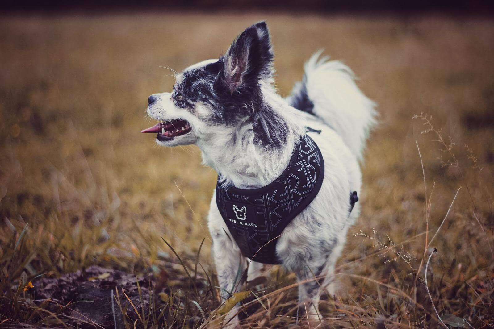 Fibi & Karl – Arnês – Cão por atacado – Peitoral para cachorro 2 em 1 FK6