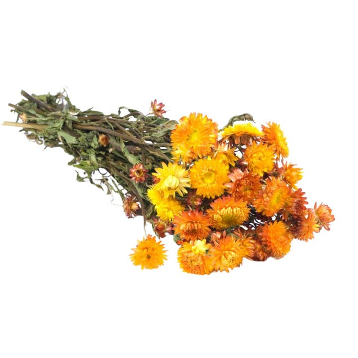 Dried Flowers - Helichrysum Natural Orange for wholesale by Wildflowers by Floriette