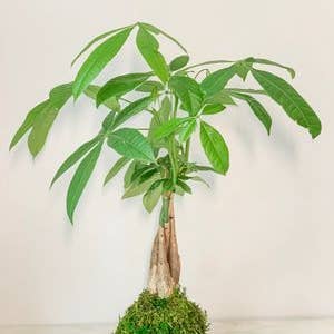 White Stable Farms - Wholesale Live Plant - Money Tree Kokedama (House Plant Wrapped in Moss)