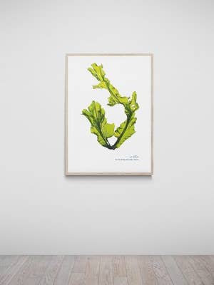 Salcombe Hand Pressed Seaweed Print, Sea Lettuce for wholesale by The Seaweed Studio