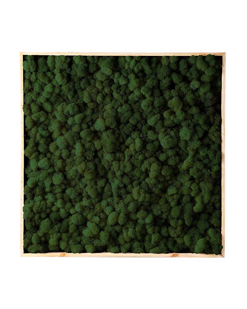 SuperMoss - Wholesale Wall Accent - Vertical Gardens - Reindeer Moss Walls6