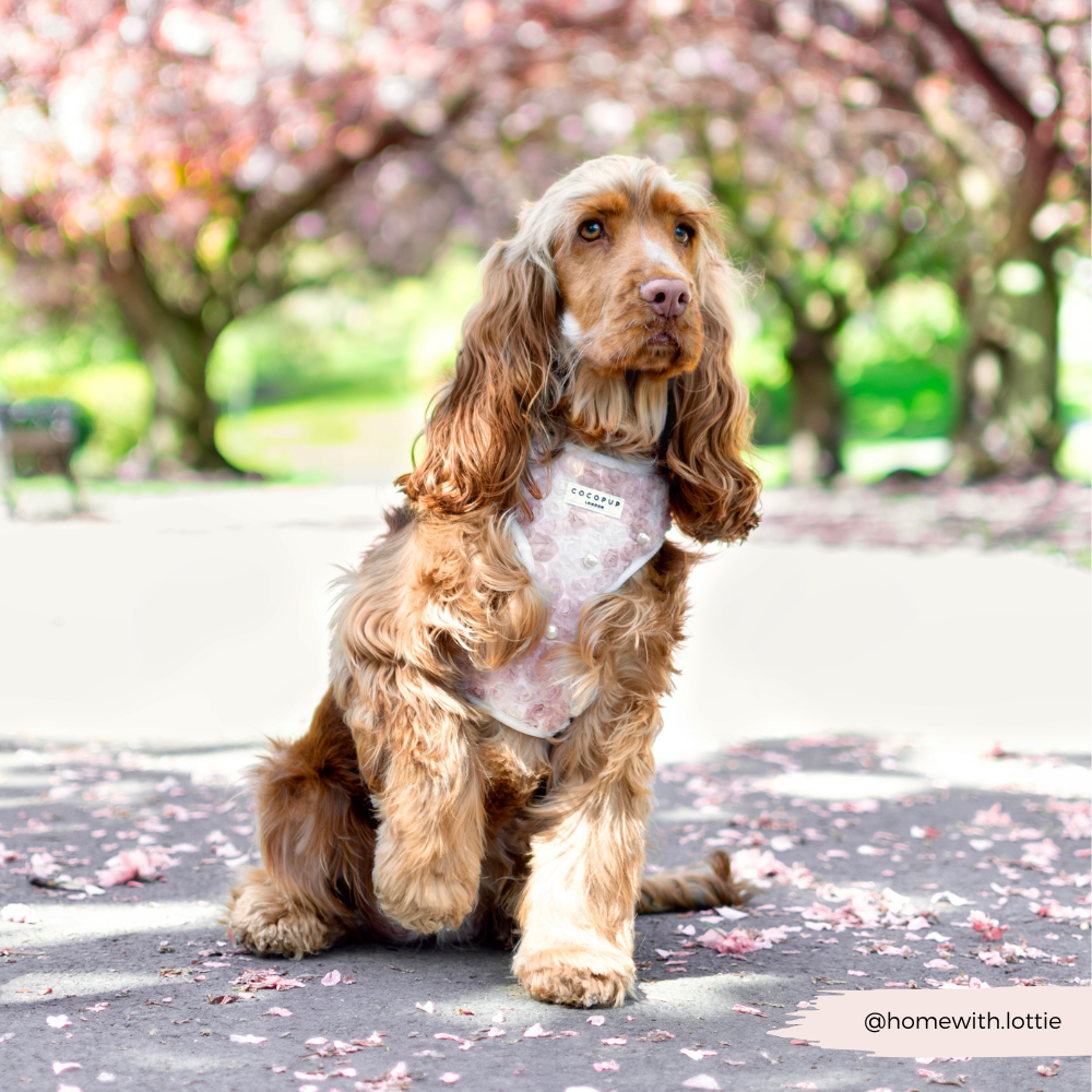 Cocopup London - Wholesale Tuig voor huisdieren - Hond - Cocopup London Pearly Pup verstelbare halsband voor honden9