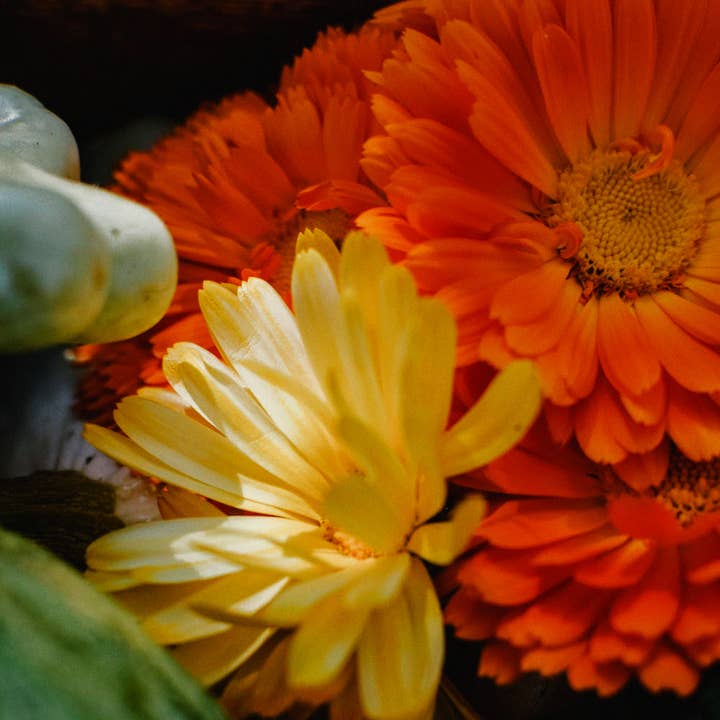 marigold for wholesale by BerlinGreen