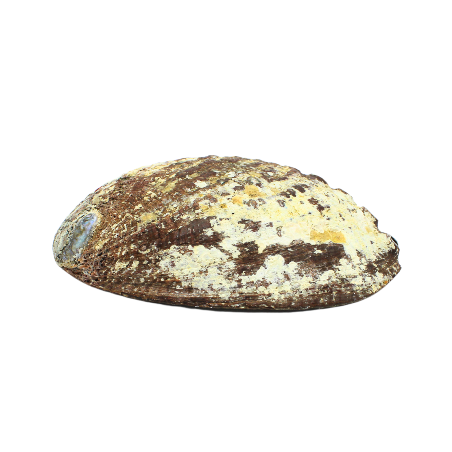 Green Tree - Wholesale Decorative Plate/Dish/Bowl - Abalone Shell 15 - 16 cm1