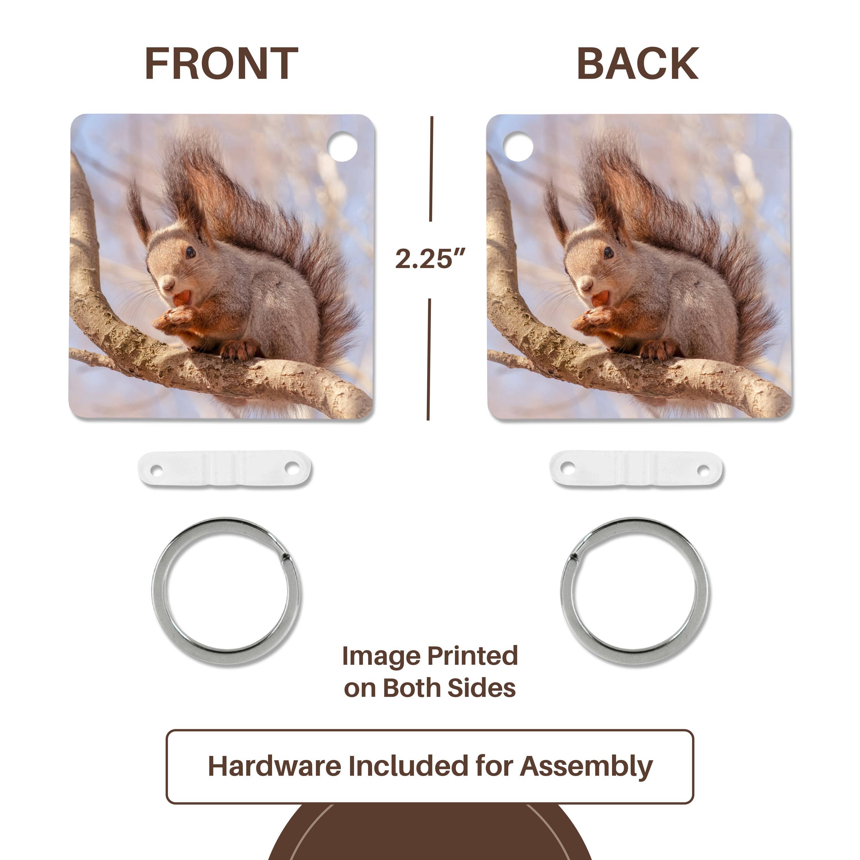 3dRose – wholesale Keychain – Unisex – 3dRose, Funny squirrel sits on a tree branch and eats a hazel nut, Key Chain4