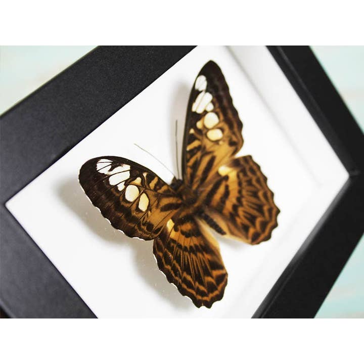 Newman Art Designs - Wholesale Dimensionele/3D-muurkunst - Clipper Butterfly in een frame