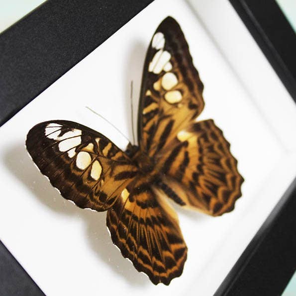 Clipper Butterfly i en ram för wholesale av Newman Art Designs