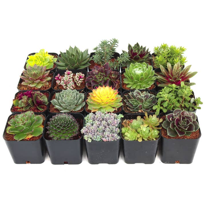 Mountain Crest Gardens - Wholesale Succulent - Hardy Outdoor Succulents 20-Pack (20 Varieties, 2" Pots)1