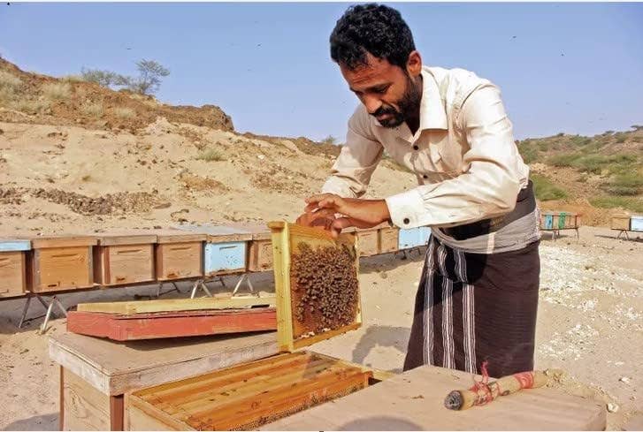 Zayti L.T.D.M - Wholesale Honey - Euphorbia Honey from Yemen (Sâl) – First Quality – Pure Honey3