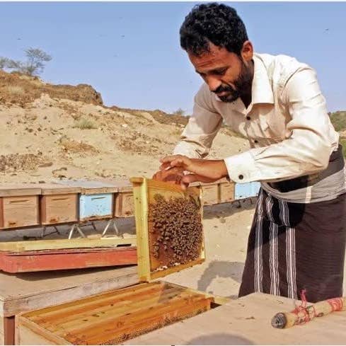 Zayti L.T.D.M - Wholesale Honey - Euphorbia Honey from Yemen (Sâl) – First Quality – Pure Honey3