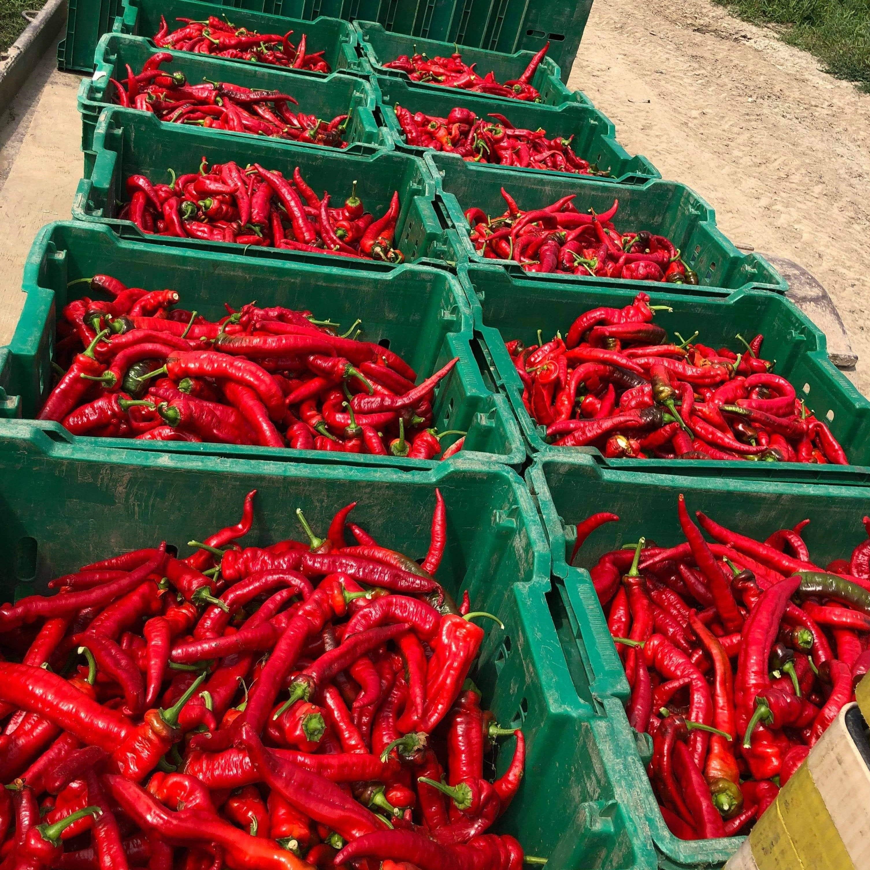 Burlap & Barrel - Wholesale Dried Spice - Jimmy Nardello Pepper Flakes - Single Origin Spice2