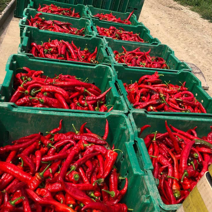 Burlap & Barrel - Wholesale Dried Spice - Jimmy Nardello Pepper Flakes - Single Origin Spice2