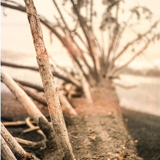 Driftwood Rialto Beach Analogs — 8x10 Fine Art Print for wholesale by The Studio