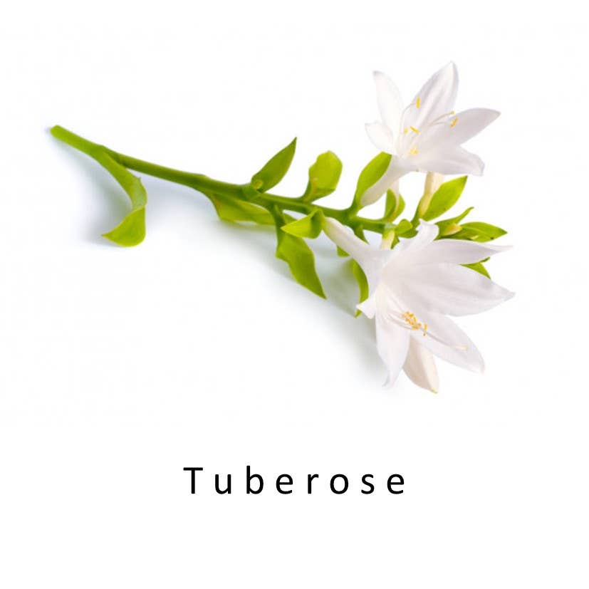 SCENTERPRISES INC – Engroshandel Parfume/eau de toilette – Heady Floral Parfume10