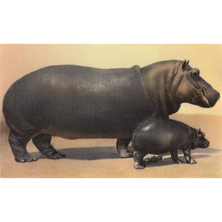 Postcard AN-235 Mother and Baby Hippo for wholesale by Found Image Press