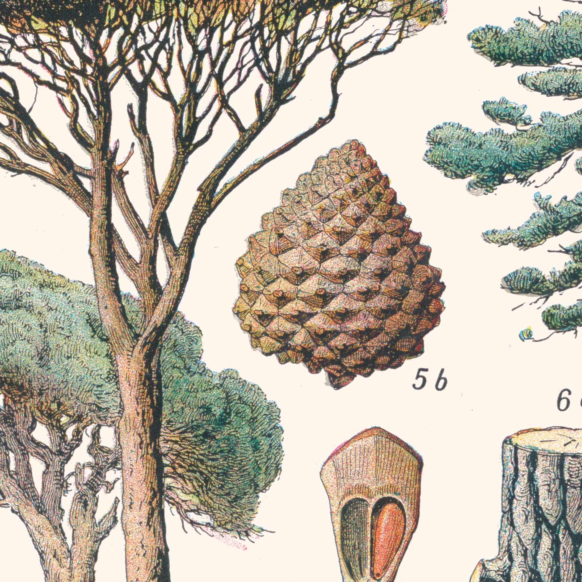 Aster Edition - Wholesale Poster - Poster: Forest (Forest Trees)4