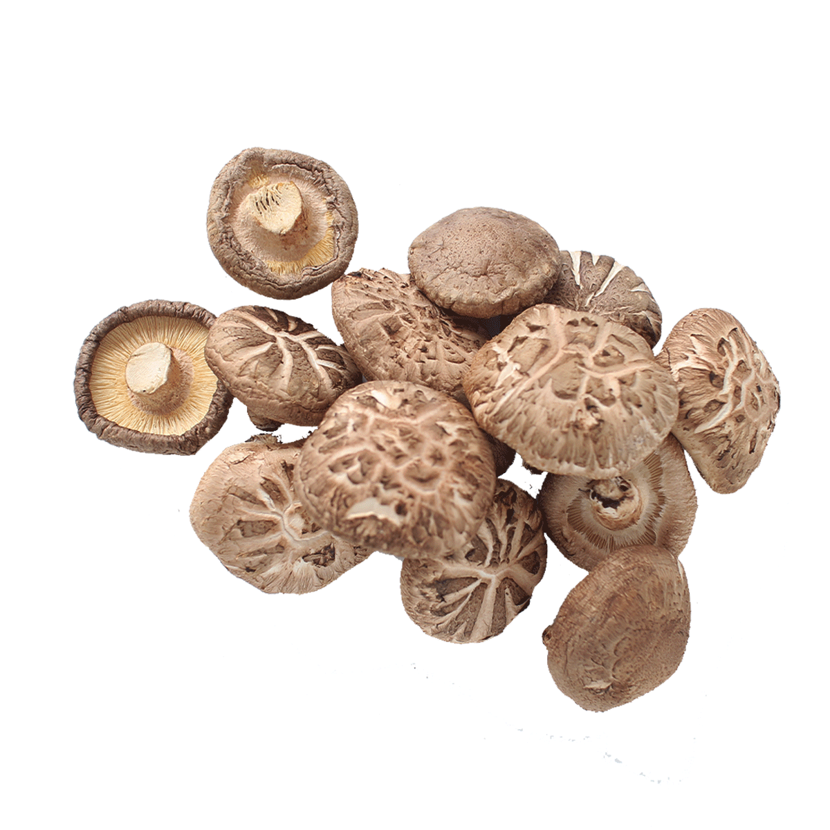 Dr Noel's Mushroom Powder - Wholesale Protein/Superfood Powder - Concentrated Organic Shiitake Mushroom Powder3