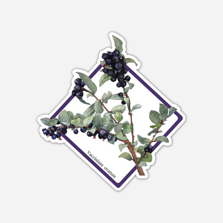 Evergreen Huckleberry, Autocolante Geométrico Floral, Fruto Idaho por atacado de CMarie Northwest