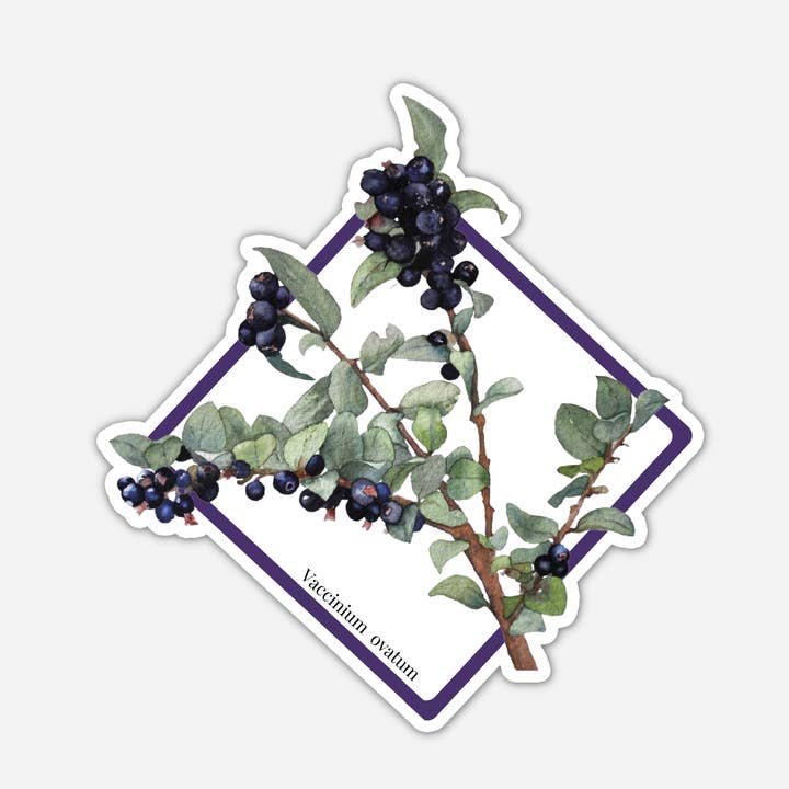 Evergreen Huckleberry, Geometric Floral Sticker, Idaho Fruit for wholesale by CMarie Northwest