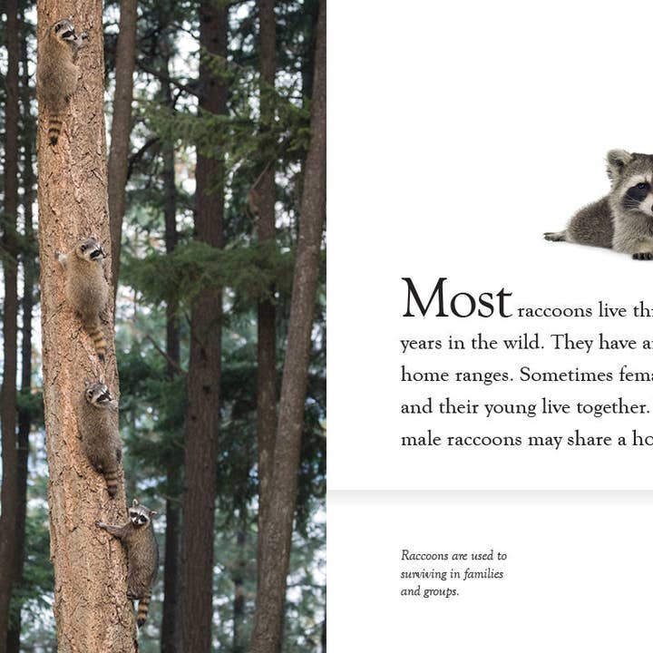 The Creative Company - Wholesale Nature & Outdoors - Raccoons2