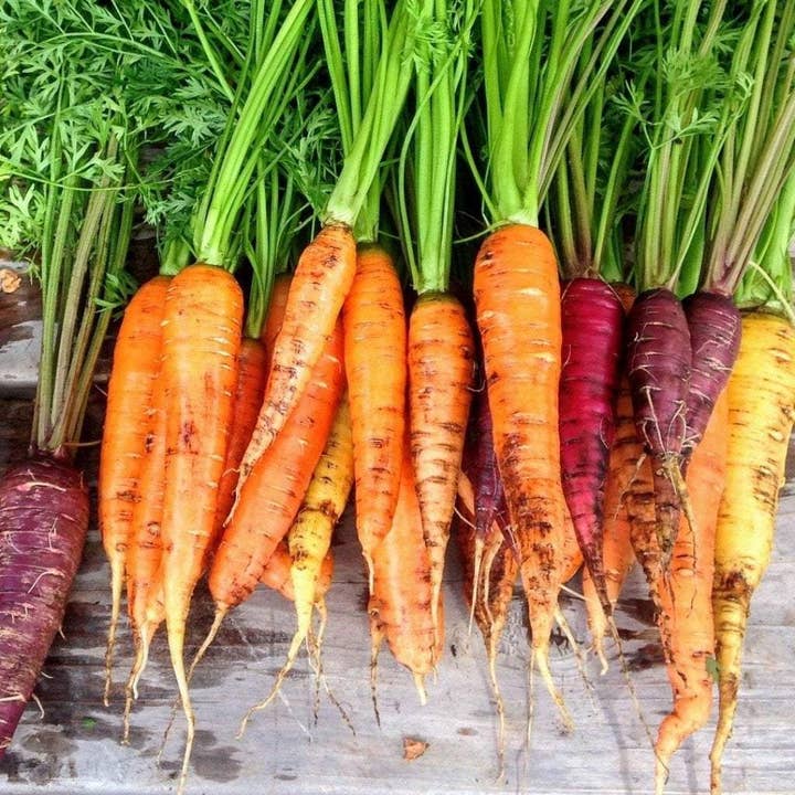 Sow True Seed - Wholesale Plant Seeds - Carrot Seeds - Rainbow Blend2