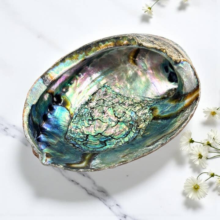 Abalone Shell Pure Blue from Mexico, 1 dz. for wholesale by Earths Elements Wholesale
