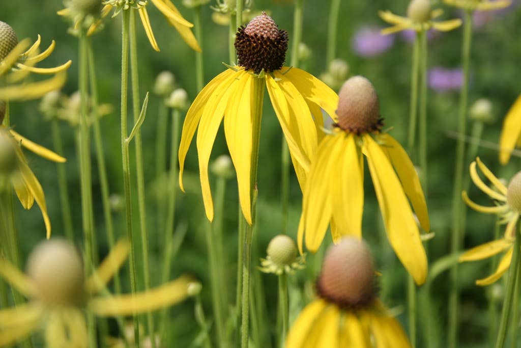 GardenPerspective - Vendita all'ingrosso Piante vive - 5 Echinacea gialla Echinacea Paradoxa a radice nuda perenne3