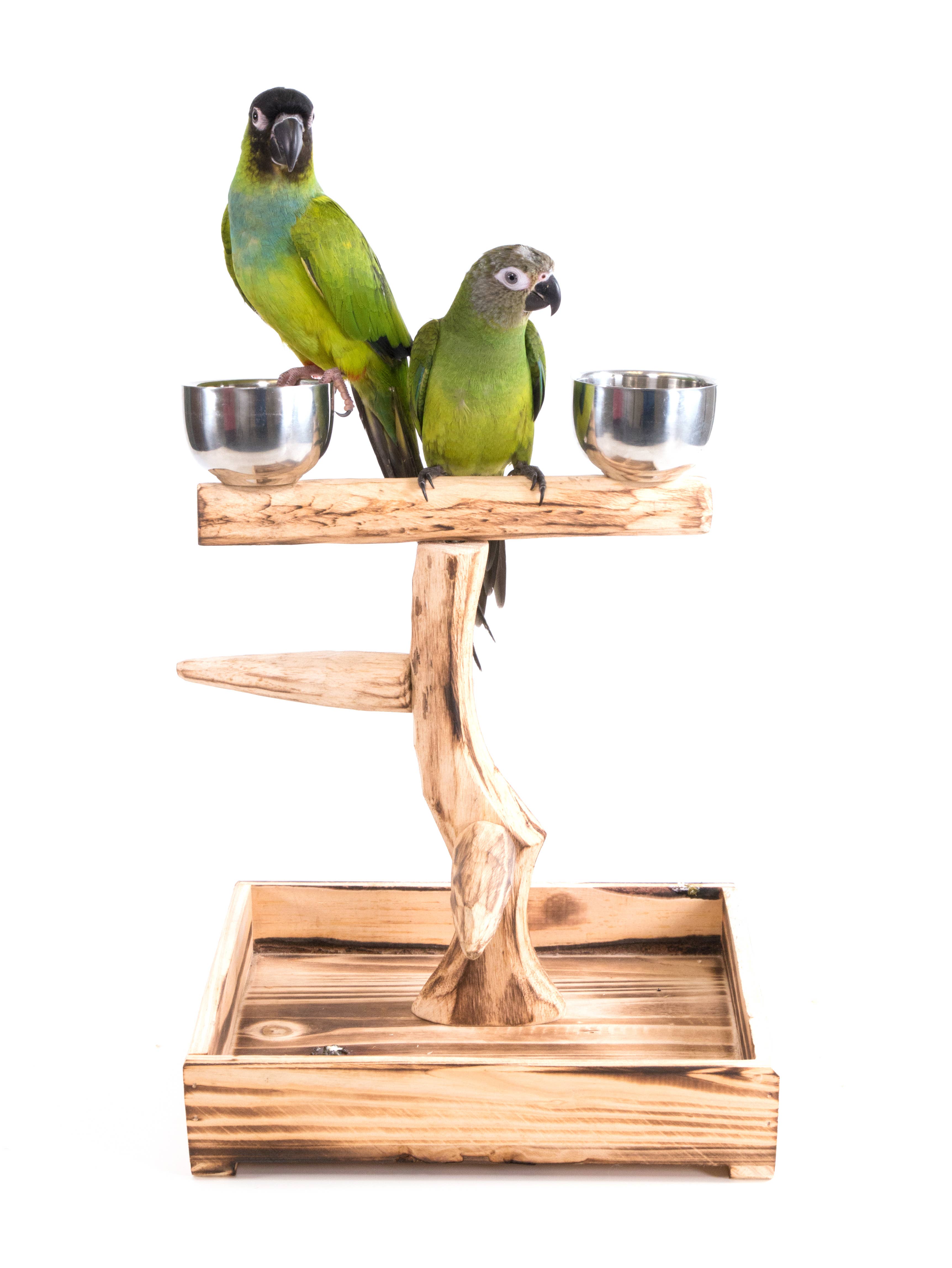 Penn-Plax - Wholesale Bird Feeder - Bird Tree Perch - SM and MED Birds2