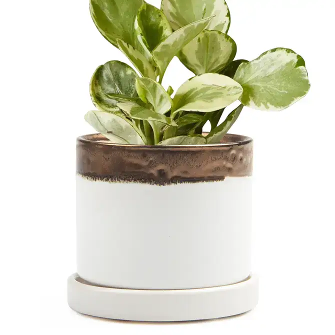 Chive UK - Wholesale Plant Pot - Minute - Glazed Modern Ceramic Pot with Saucer33