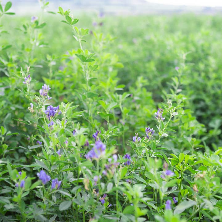 HayDay – wholesale Pet food – Not cat/dog – Coarse and Crunchy Alfalfa Hay 1kg4