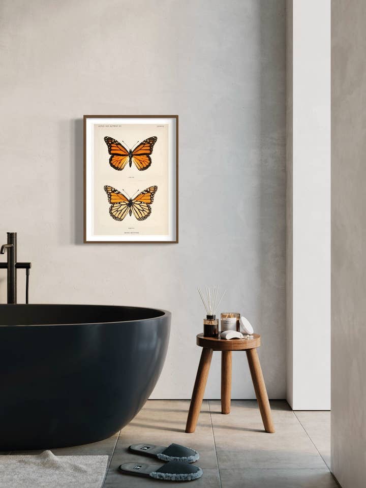 Monarch Butterly Illustratie A4, A3, A2 wanddecoratie. Vintage kunstdruk van het museum. Vintage opdruk. Natuurprint, wilde dieren, kunst aan de muur, botanische kunst, voor wholesale door Gabrielle Dalsan